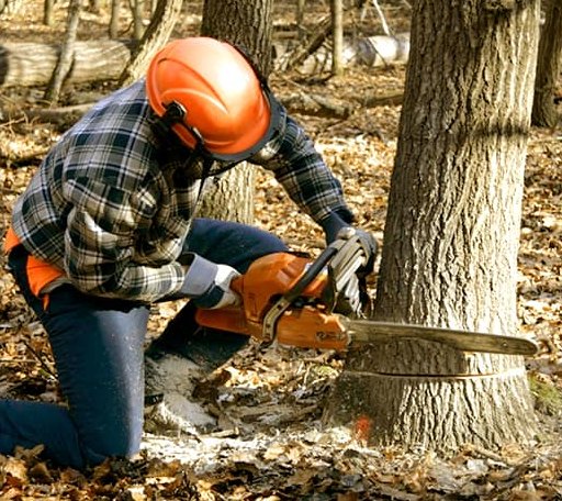 Tree Removal in Bowler, WI